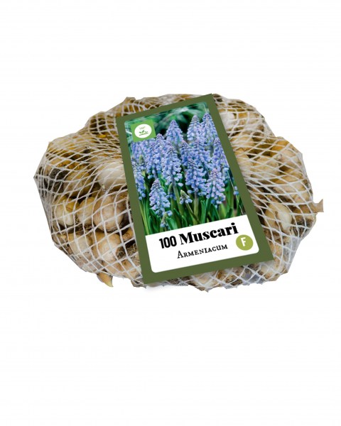 321.250 Netlon - 100 Muscari armeniacum